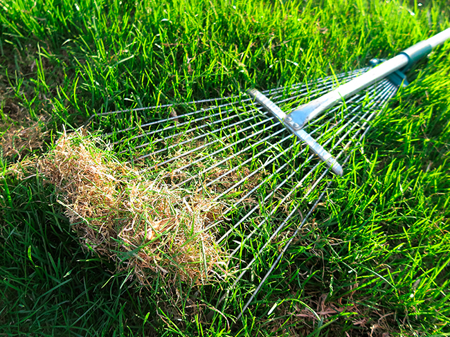 Lawn discount dethatching blade