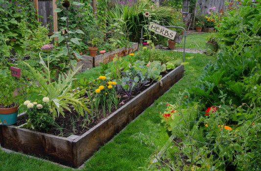 Green Revolution: Cultivating Your Veggie Garden